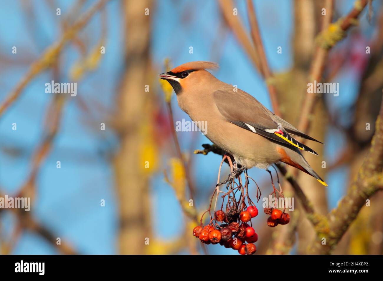 Une aile de Bohème (Bombycilla garrulus) perchée dans un arbre au Royaume-Uni en hiver Banque D'Images