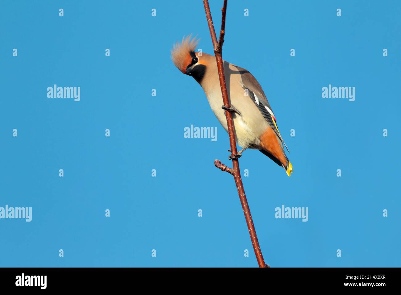 Une aile de Bohème (Bombycilla garrulus) perchée dans un arbre au Royaume-Uni en hiver Banque D'Images