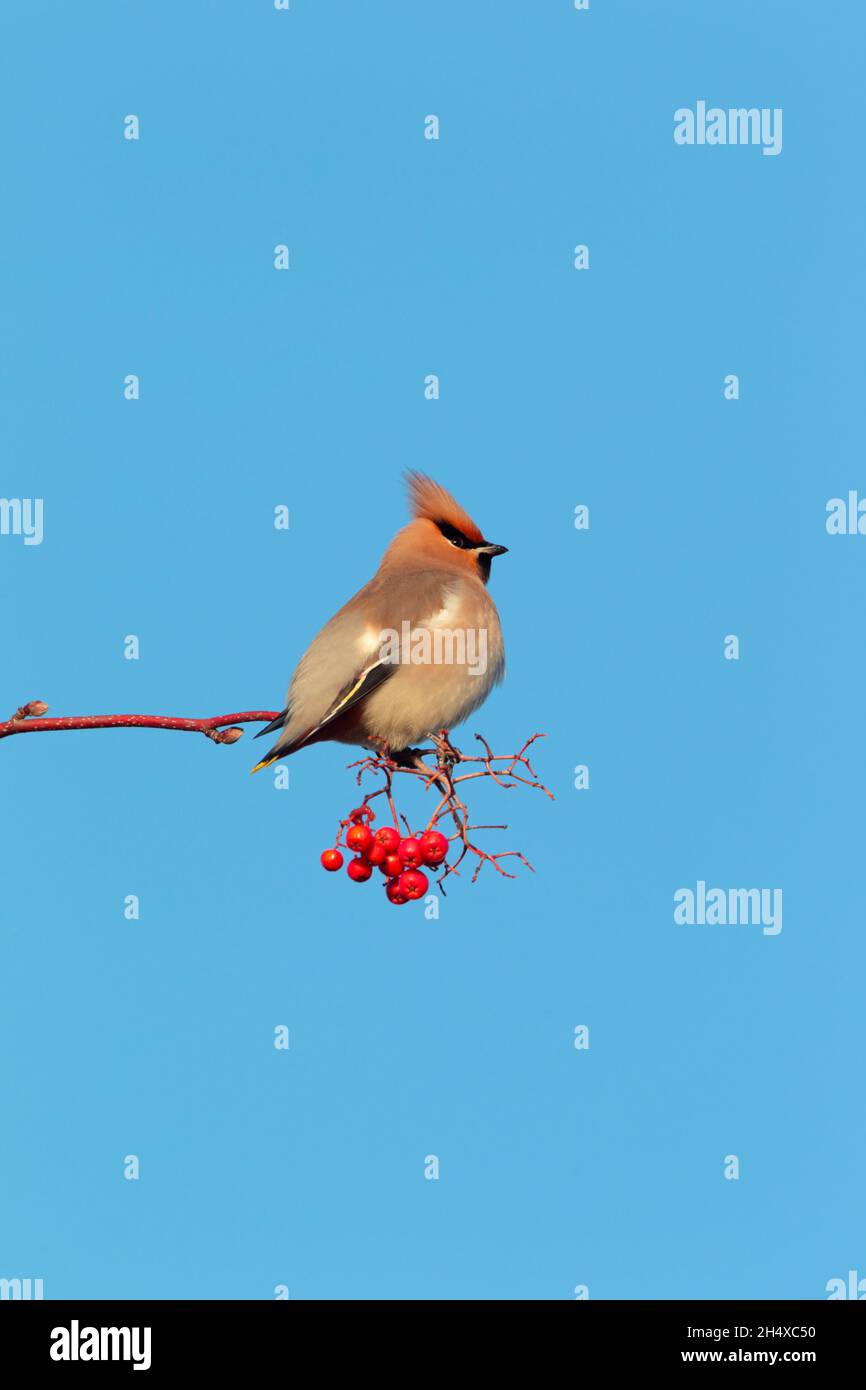 Une aile de Bohème (Bombycilla garrulus) perchée dans un arbre au Royaume-Uni en hiver Banque D'Images