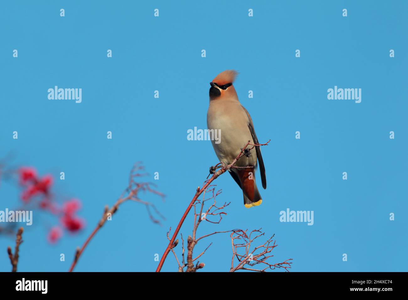 Une aile de Bohème (Bombycilla garrulus) perchée dans un arbre au Royaume-Uni en hiver Banque D'Images