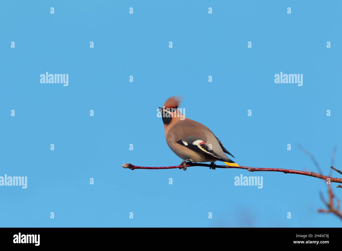 Une aile de Bohème (Bombycilla garrulus) perchée dans un arbre au Royaume-Uni en hiver Banque D'Images