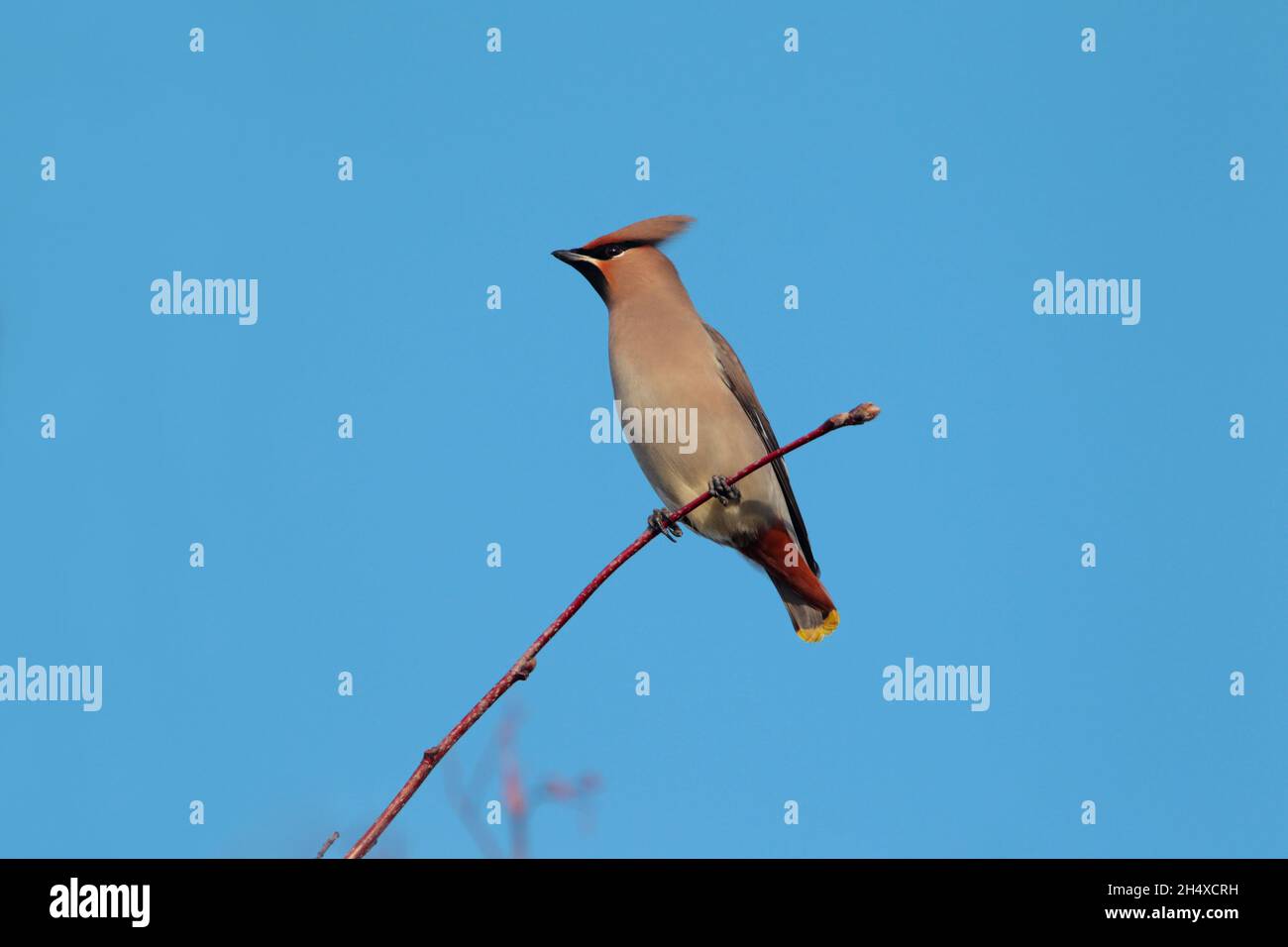 Une aile de Bohème (Bombycilla garrulus) perchée dans un arbre au Royaume-Uni en hiver Banque D'Images