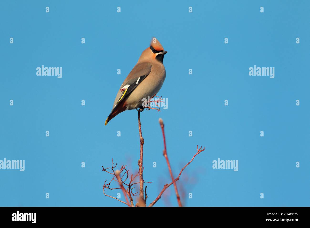 Une aile de Bohème (Bombycilla garrulus) perchée dans un arbre au Royaume-Uni en hiver Banque D'Images