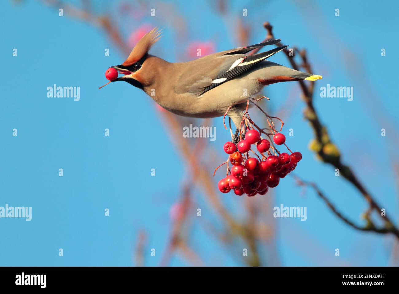 Une aile de Bohème (Bombycilla garrulus) se nourrissant de baies en hiver au Royaume-Uni Banque D'Images