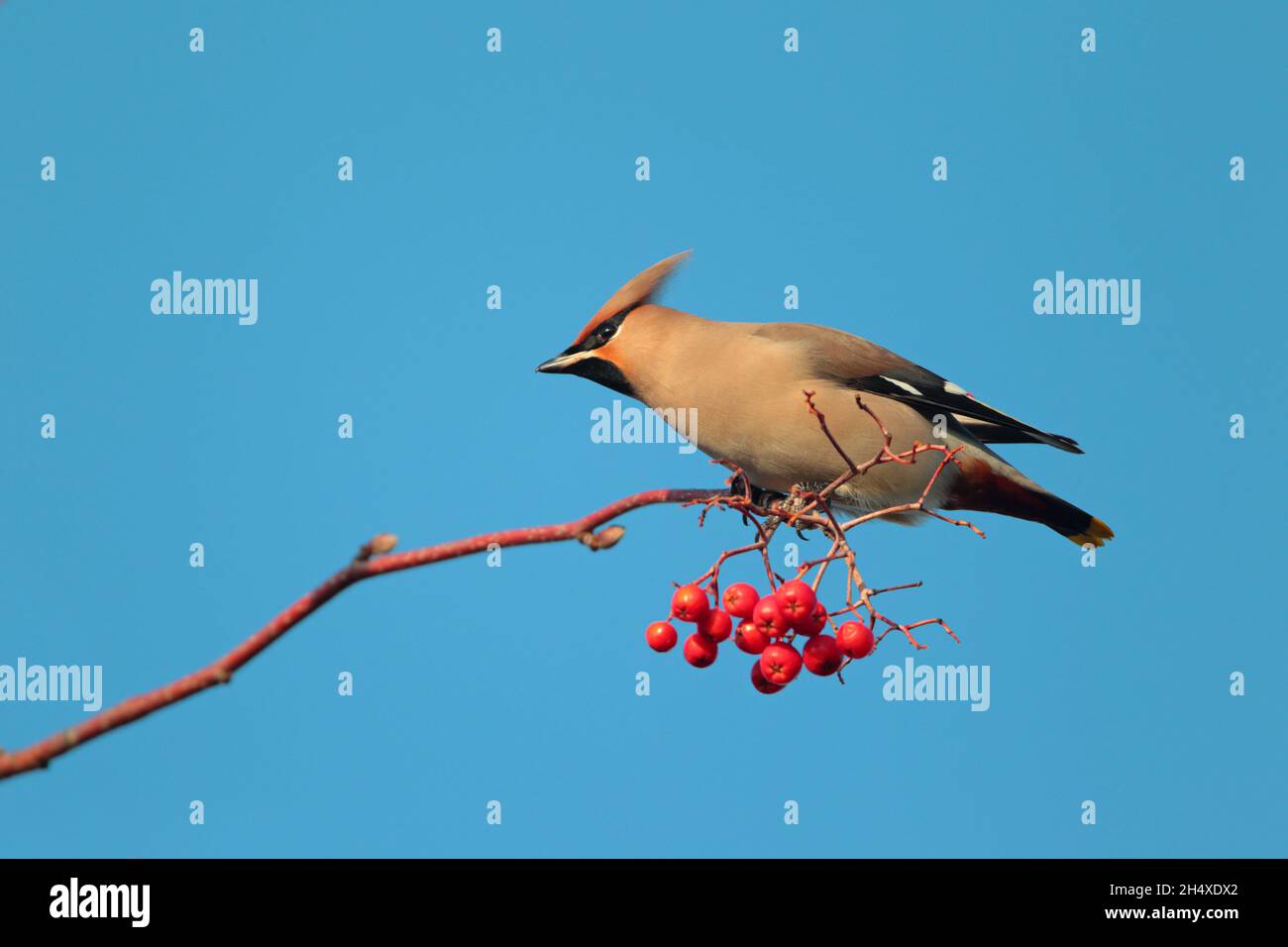 Une aile de Bohème (Bombycilla garrulus) perchée dans un arbre au Royaume-Uni en hiver Banque D'Images