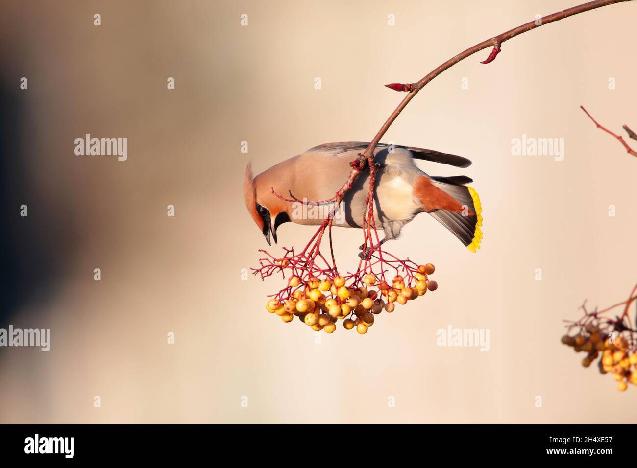 Une aile de Bohème (Bombycilla garrulus) se nourrissant de baies en hiver au Royaume-Uni Banque D'Images