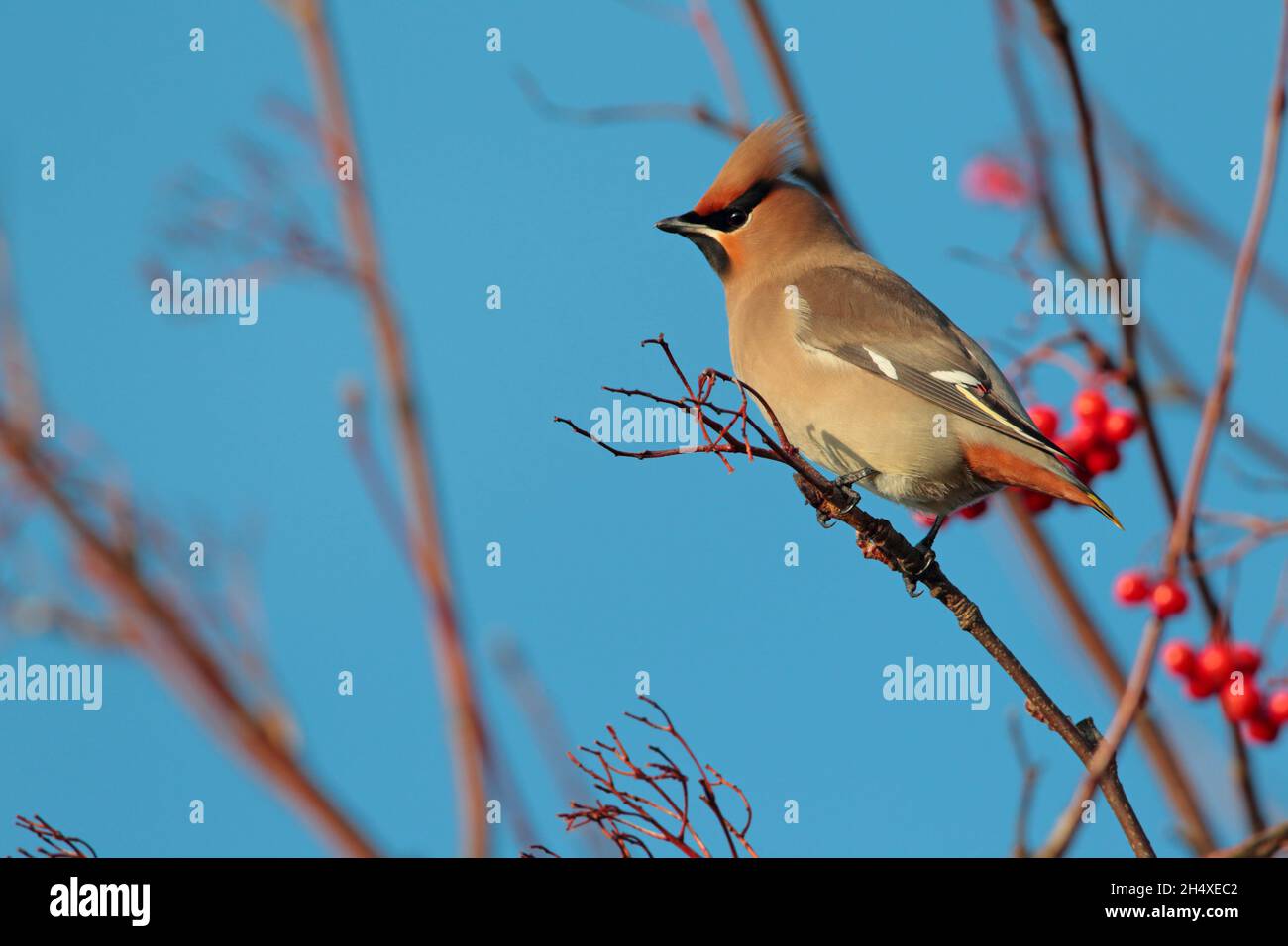 Une aile de Bohème (Bombycilla garrulus) perchée dans un arbre au Royaume-Uni en hiver Banque D'Images