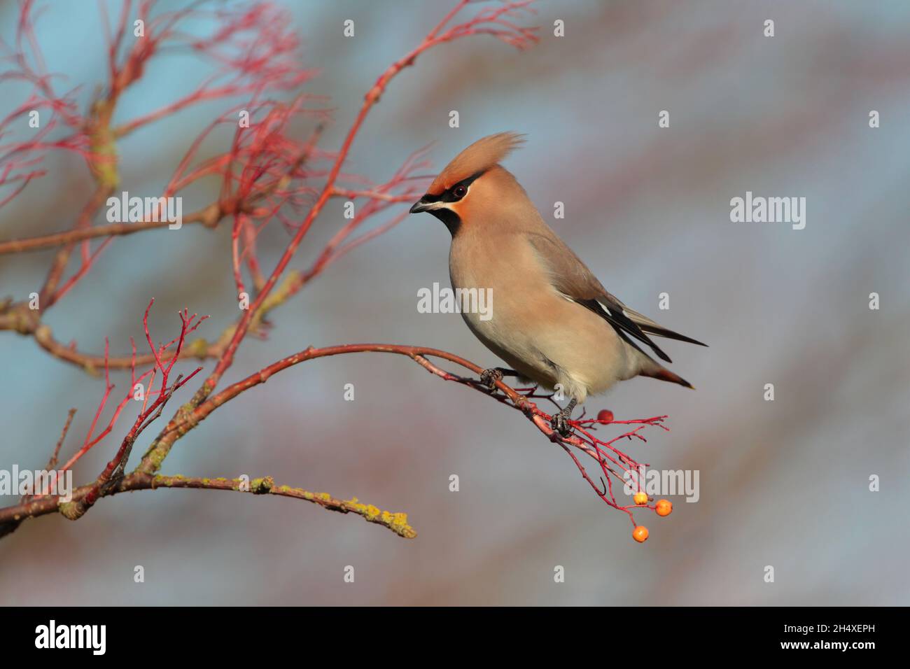 Une aile de Bohème (Bombycilla garrulus) perchée dans un arbre au Royaume-Uni en hiver Banque D'Images