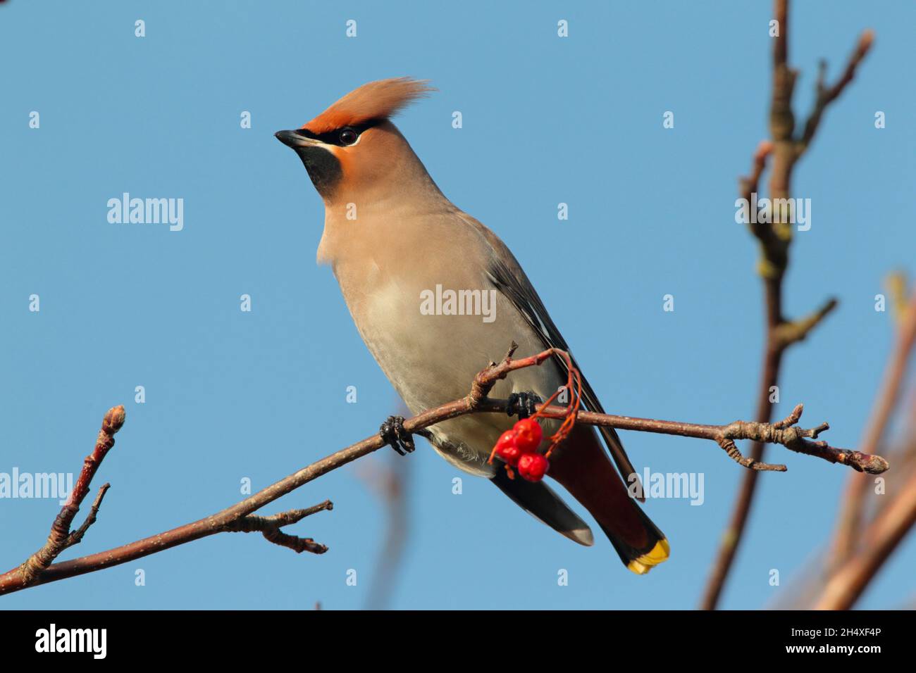 Une aile de Bohème (Bombycilla garrulus) perchée dans un arbre au Royaume-Uni en hiver Banque D'Images