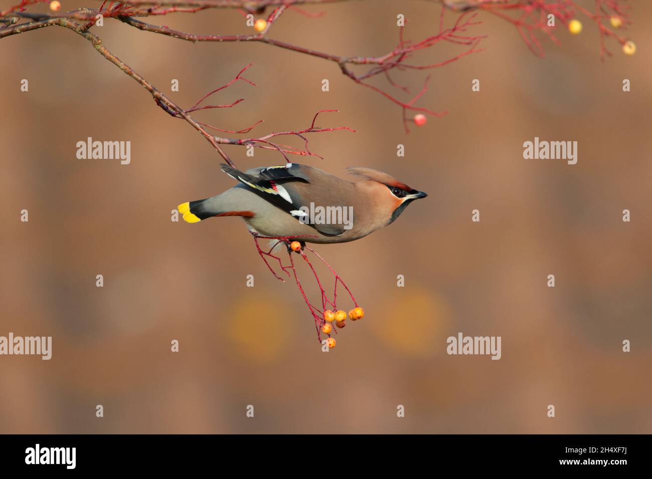 Une aile de Bohème (Bombycilla garrulus) perchée dans un arbre au Royaume-Uni en hiver Banque D'Images