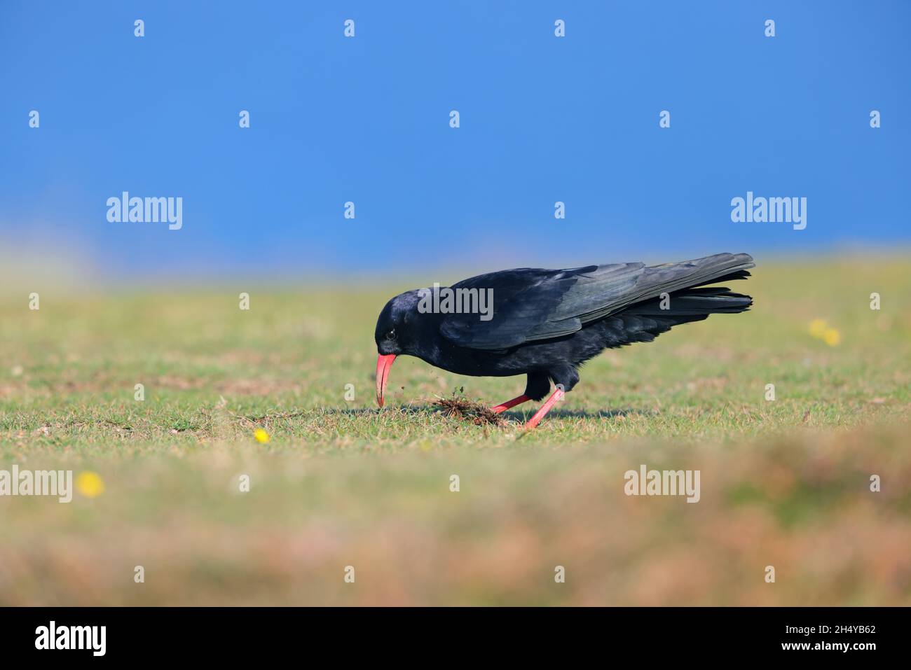 Un gough à bec rouge adulte (Pyrrhocorax pyrrhocorax), un gough de Cornouailles ou simplement un gough creusant de la nourriture à partir d'un chemin sur la côte nord de Cornwall Banque D'Images