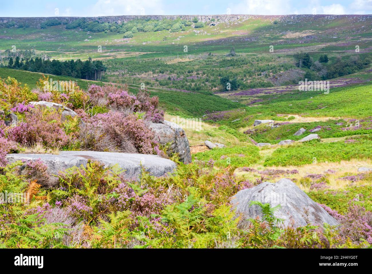 Derbyshire Royaume-Uni – 20 août 2020 : le paysage du Peak District est plus beau en août, lorsque les cuirs fleuris transforment la campagne en rose Banque D'Images