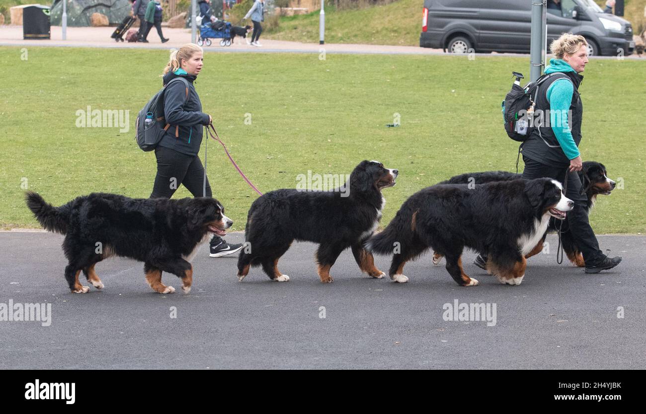 Troisième jour du spectacle de chiens Crufts au National Exhibition Centre (NEC) le 07 mars 2020 à Birmingham, Royaume-Uni.Date de la photo: Samedi 07 mars 2020.Crédit photo : Katja Ogrin/EMPICS Entertainment. Banque D'Images