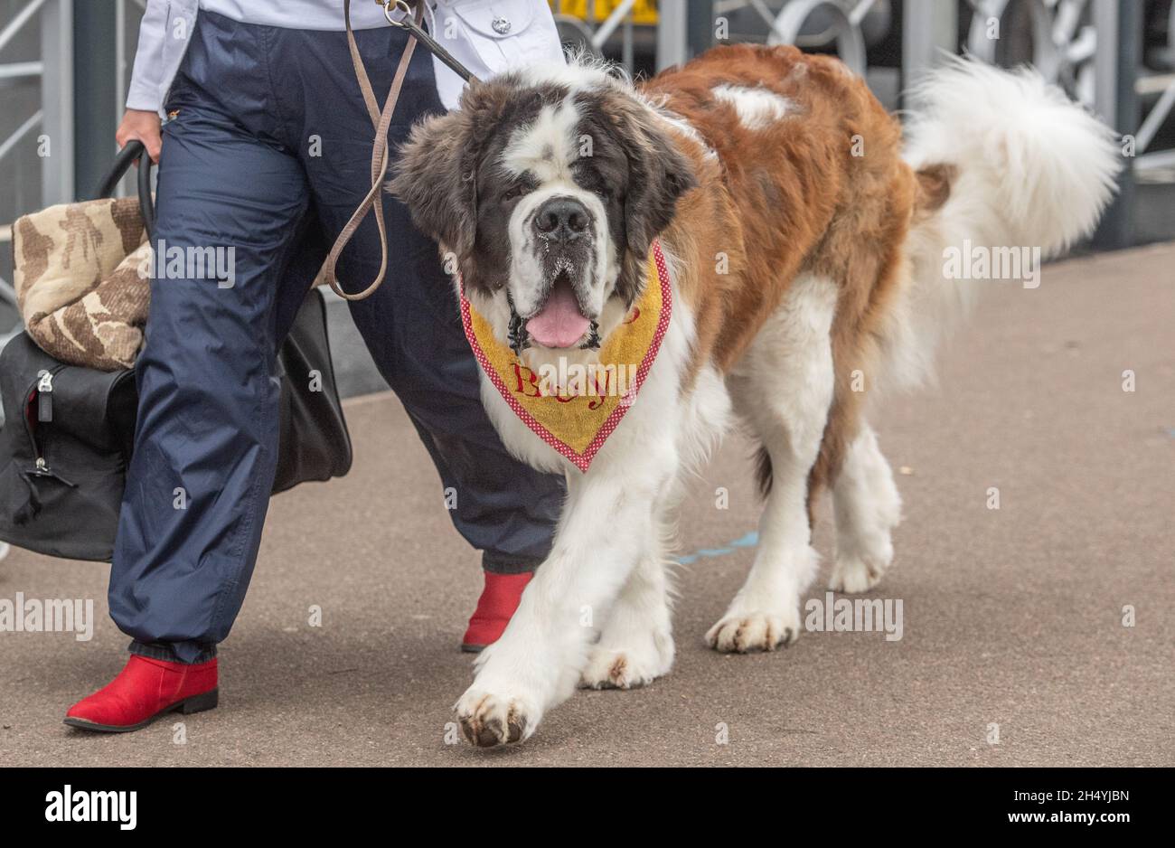 Troisième jour du spectacle de chiens Crufts au National Exhibition Centre (NEC) le 07 mars 2020 à Birmingham, Royaume-Uni.Date de la photo: Samedi 07 mars 2020.Crédit photo : Katja Ogrin/EMPICS Entertainment. Banque D'Images