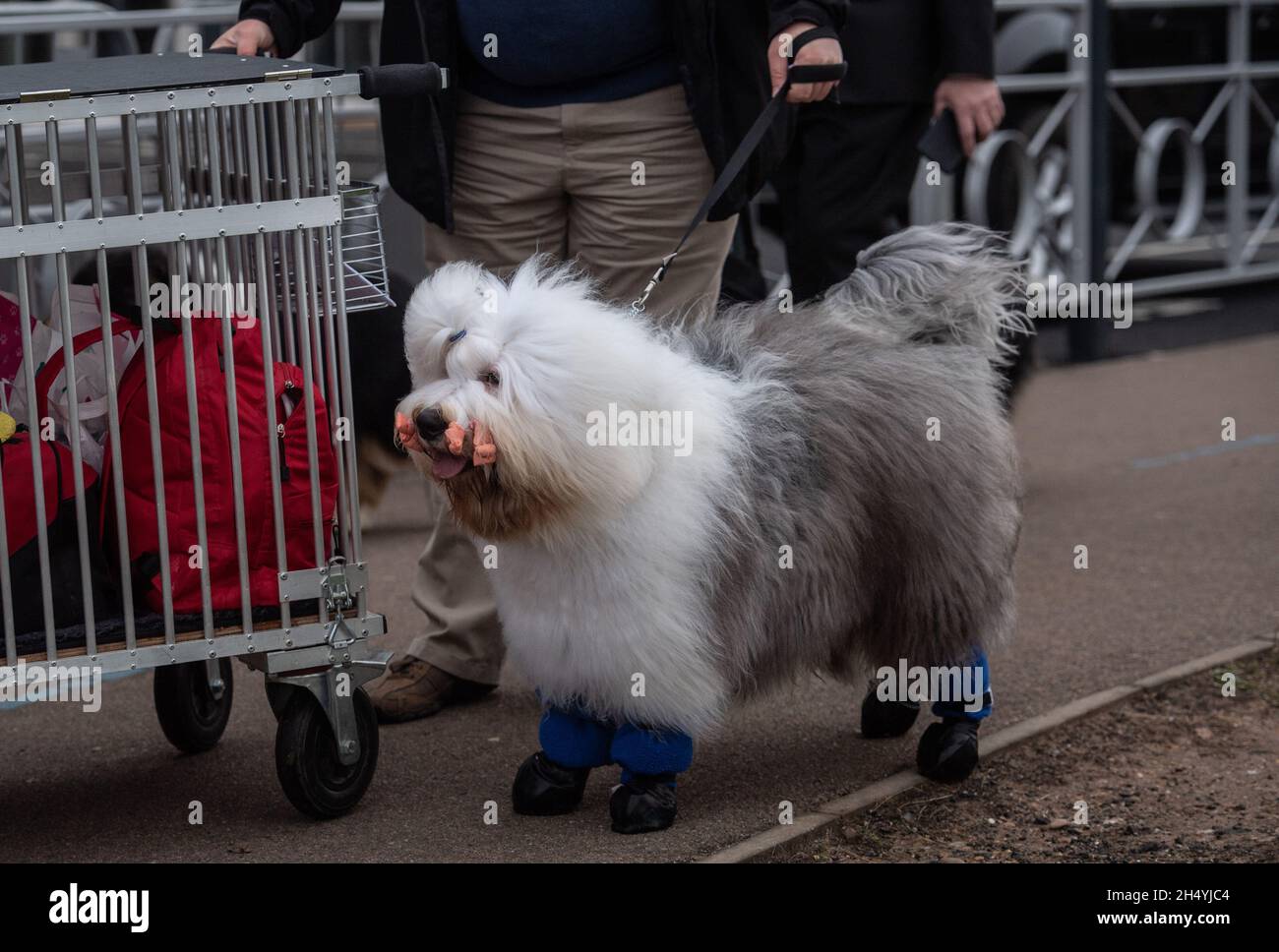 Troisième jour du spectacle de chiens Crufts au National Exhibition Centre (NEC) le 07 mars 2020 à Birmingham, Royaume-Uni.Date de la photo: Samedi 07 mars 2020.Crédit photo : Katja Ogrin/EMPICS Entertainment. Banque D'Images