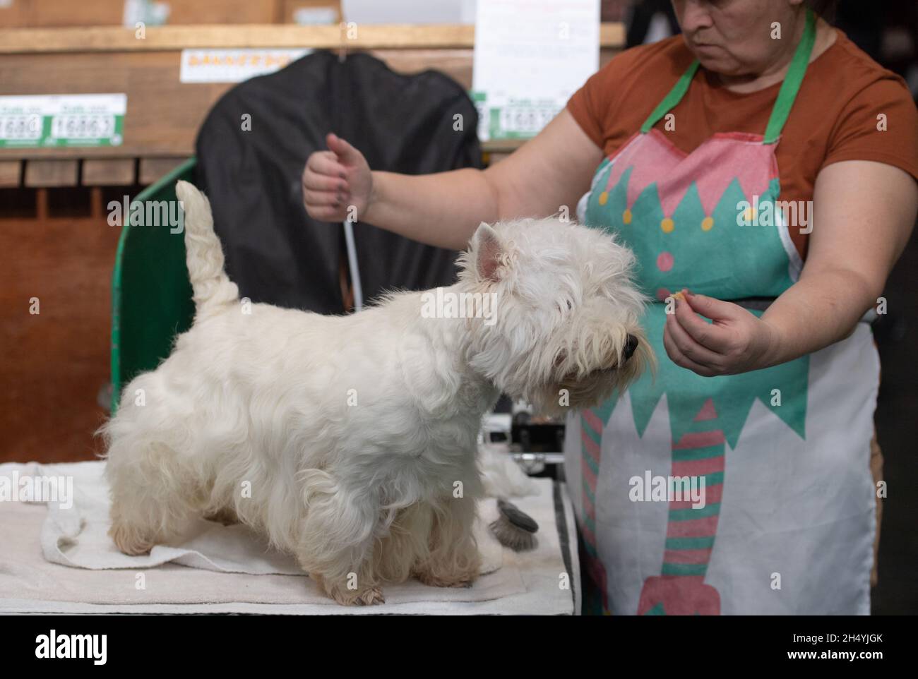 Quatrième jour du spectacle de chiens Crufts au National Exhibition Centre (NEC) le 08 mars 2020 à Birmingham, Royaume-Uni.Date de la photo: Dimanche 08 mars 2020.Crédit photo : Katja Ogrin/EMPICS Entertainment. Banque D'Images