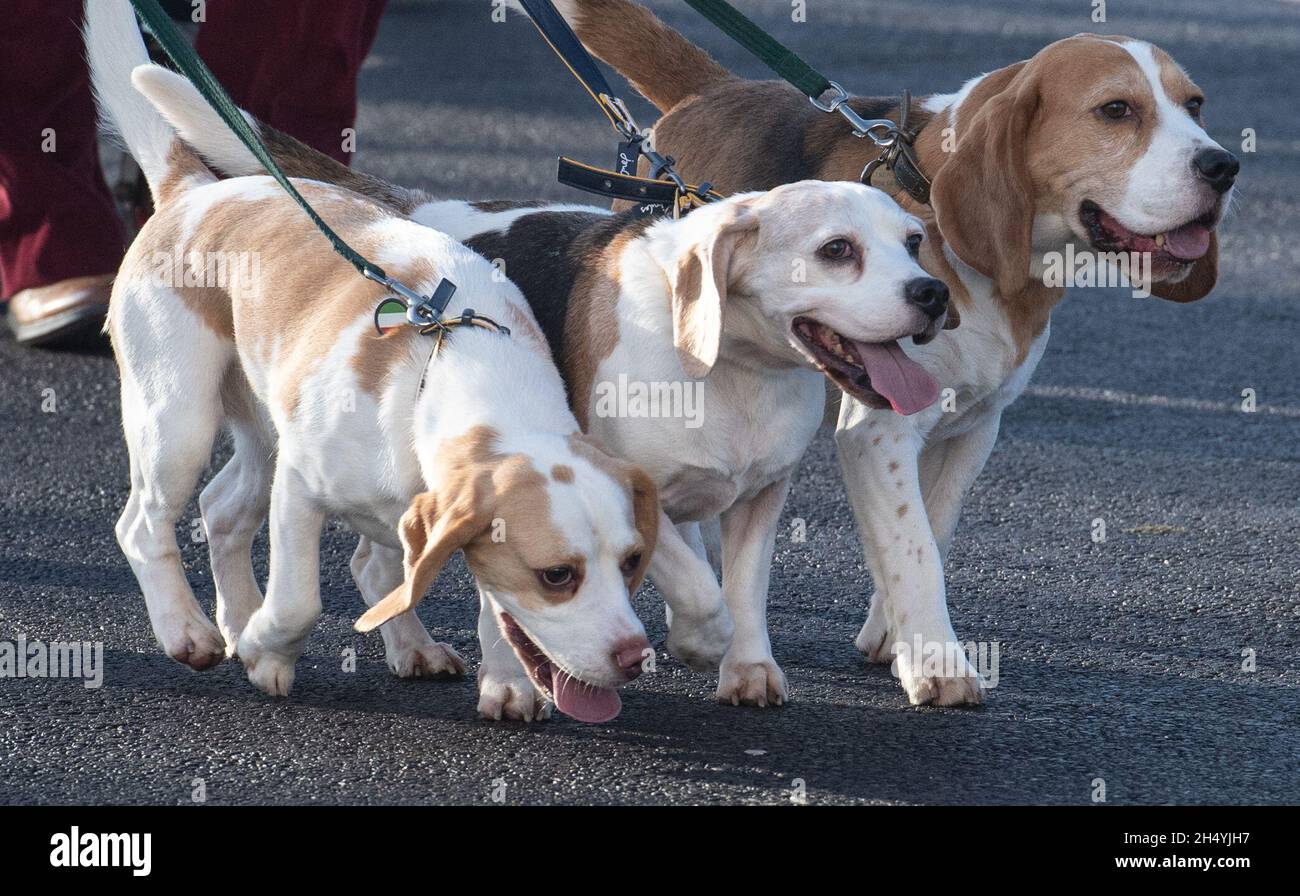 Quatrième jour du spectacle de chiens Crufts au National Exhibition Centre (NEC) le 08 mars 2020 à Birmingham, Royaume-Uni.Date de la photo: Dimanche 08 mars 2020.Crédit photo : Katja Ogrin/EMPICS Entertainment. Banque D'Images