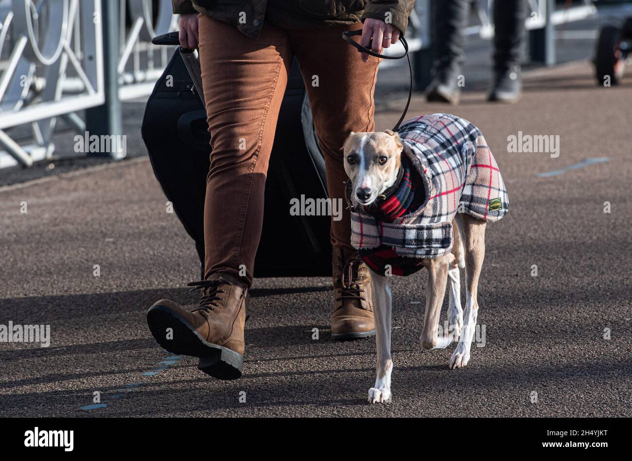 Quatrième jour du spectacle de chiens Crufts au National Exhibition Centre (NEC) le 08 mars 2020 à Birmingham, Royaume-Uni.Date de la photo: Dimanche 08 mars 2020.Crédit photo : Katja Ogrin/EMPICS Entertainment. Banque D'Images