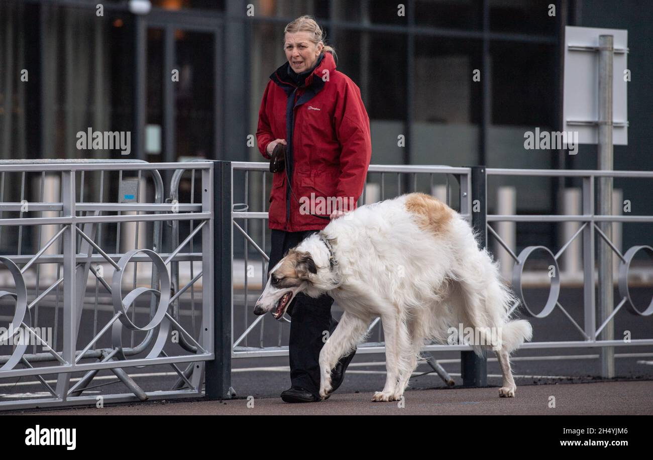 Borzoi le quatrième jour du spectacle de chiens Crufts au National Exhibition Centre (NEC) le 08 mars 2020 à Birmingham, Royaume-Uni.Date de la photo: Dimanche 08 mars 2020.Crédit photo : Katja Ogrin/EMPICS Entertainment. Banque D'Images