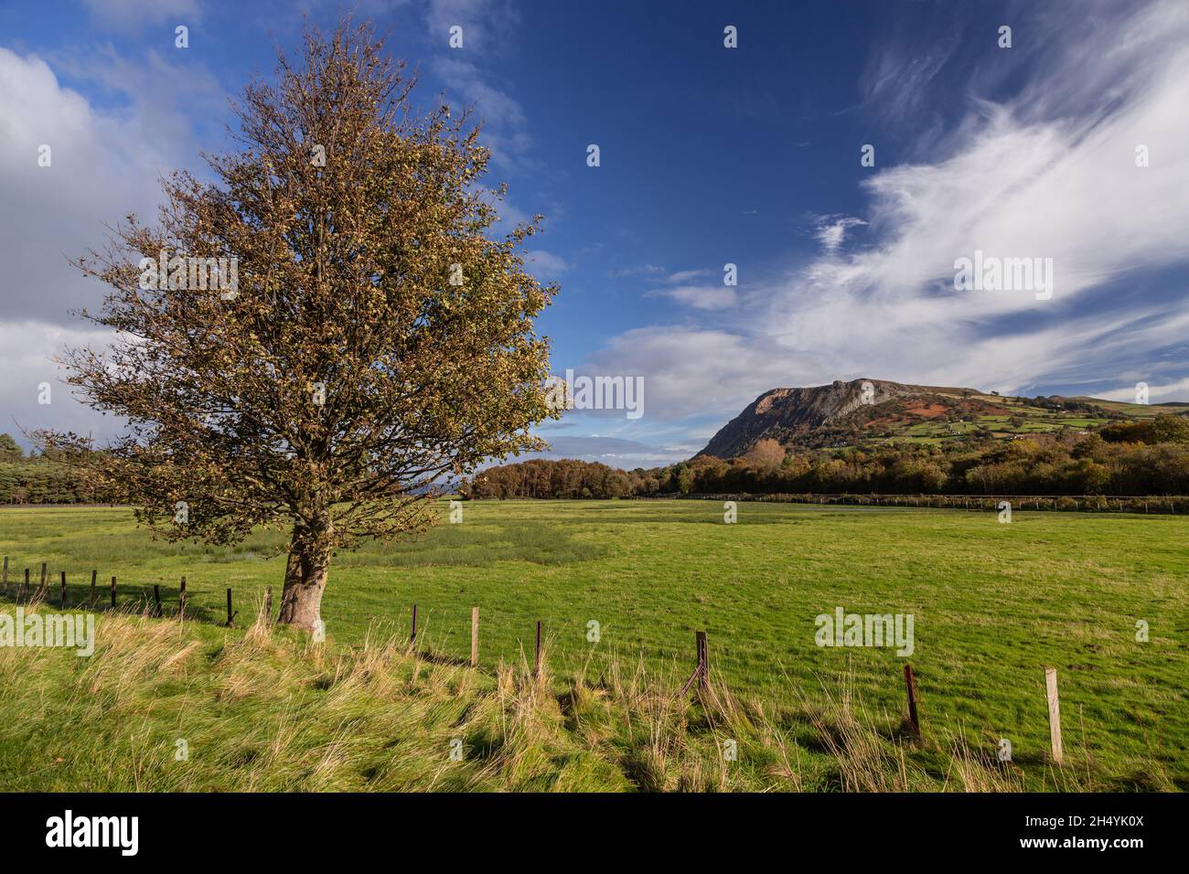 Pointe et arbre à Llanfairfechan, côte nord du pays de Galles Banque D'Images