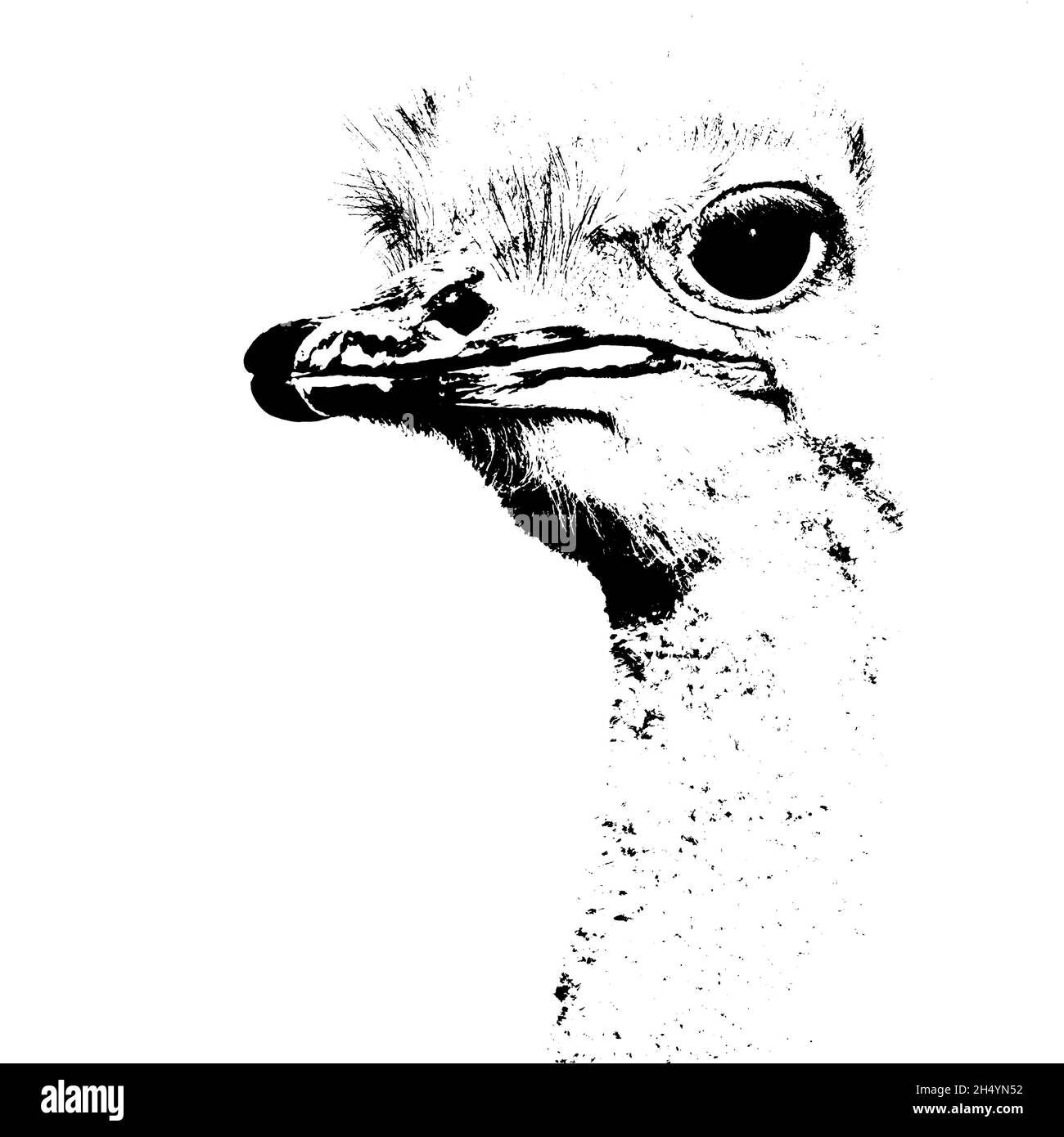 Portrait d'un Ostrich avec de grands yeux Banque D'Images