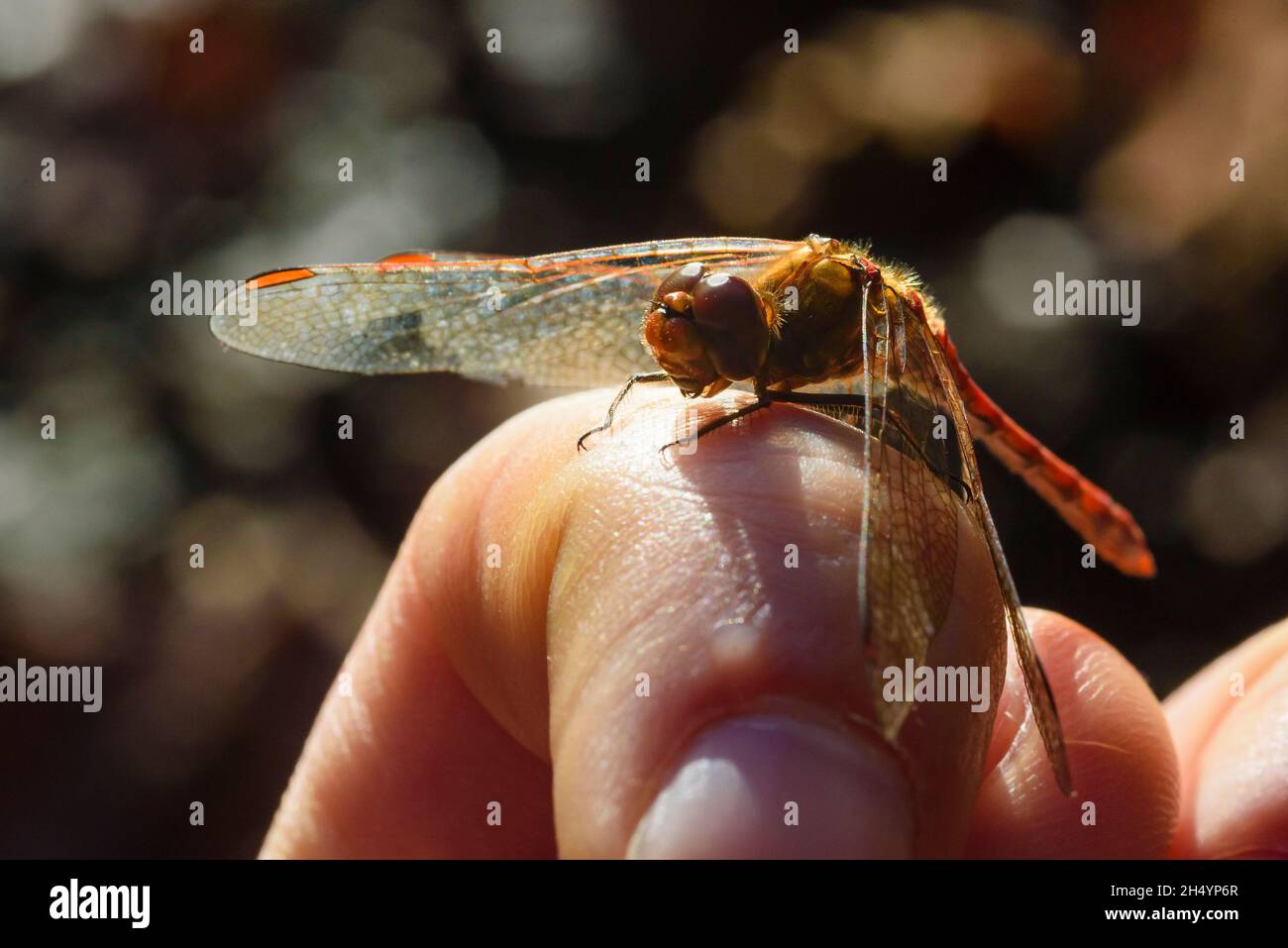 Une petite libellule rouge assise sur un doigt, une libellule rouge sang-bruyère se trouve sur un doigt, Sympetrum sanguineum Banque D'Images