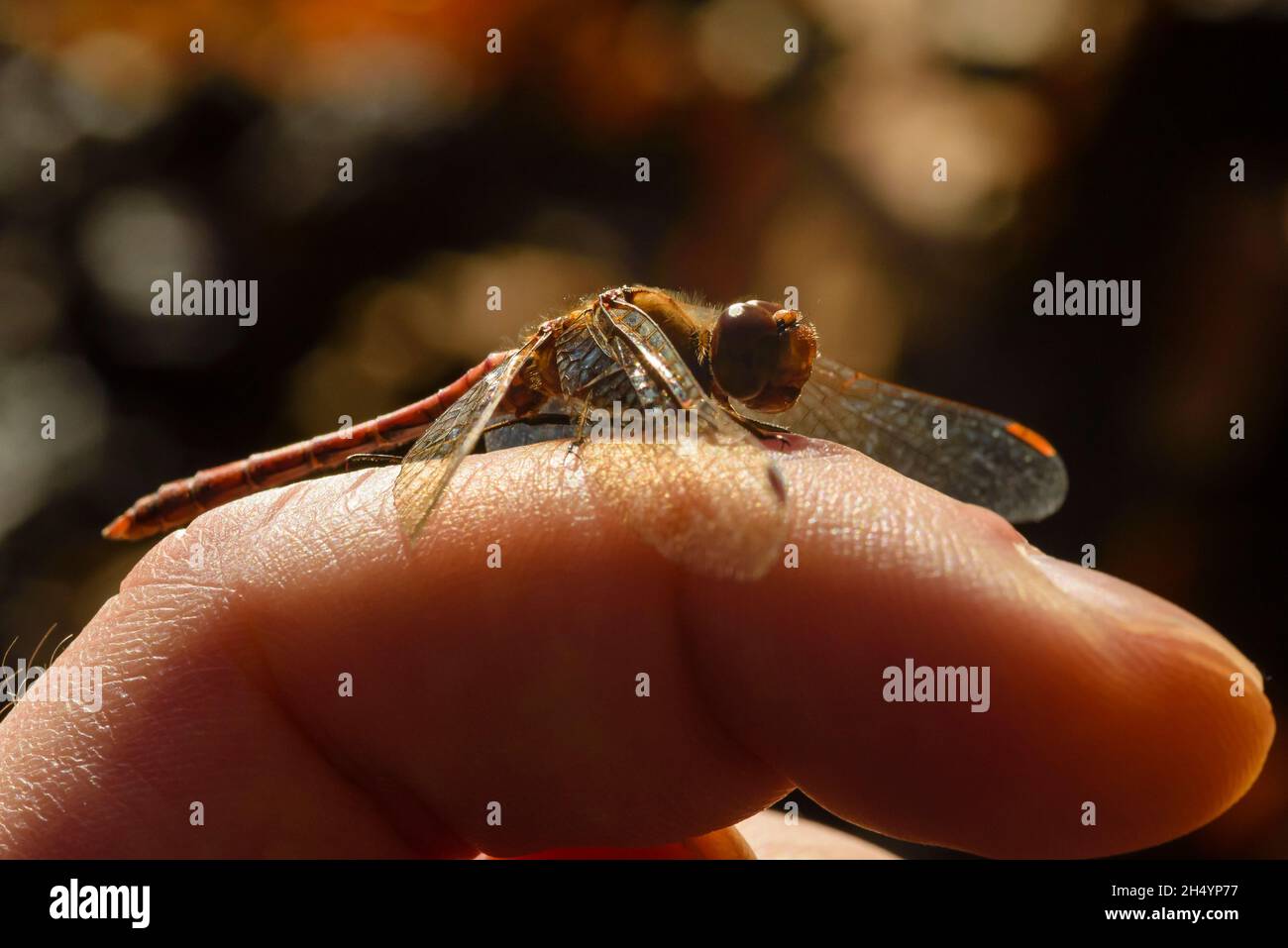 Une petite libellule rouge assise sur un doigt, une libellule rouge sang-bruyère se trouve sur un doigt, Sympetrum sanguineum Banque D'Images