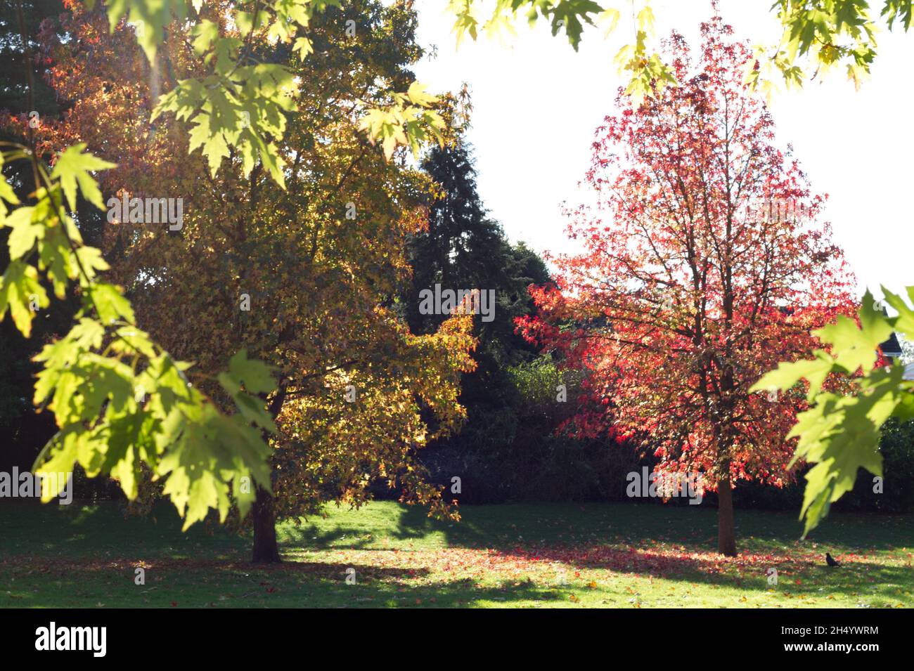 Colchester, Royaume-Uni. 05th novembre 2021. Magnifiques couleurs d'automne autour du parc du Château de Colchester. Crédit : Eastern Views/Alamy Live News Banque D'Images