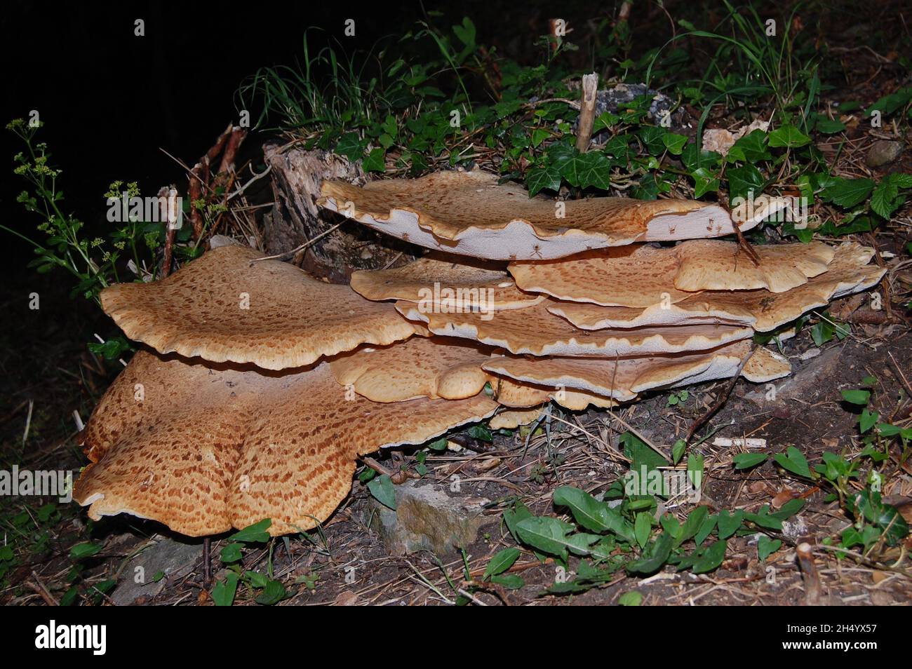 Un champignon de la selle de Dryad, couvert de minuscules insectes Banque D'Images