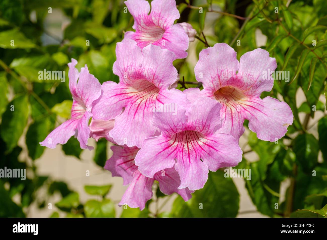 Gros plan de la trompette rose cultivée dans le jardin Photo Stock - Alamy