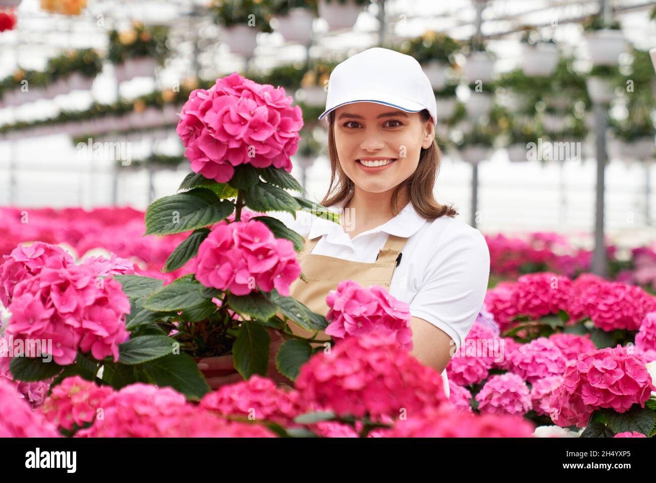 Portrait de la jeune femme souriante en casquette blanche et chemise parmi la belle hortensia rose dans la grande serre moderne.Concept de profiter de la beauté des fleurs lumineuses. Banque D'Images