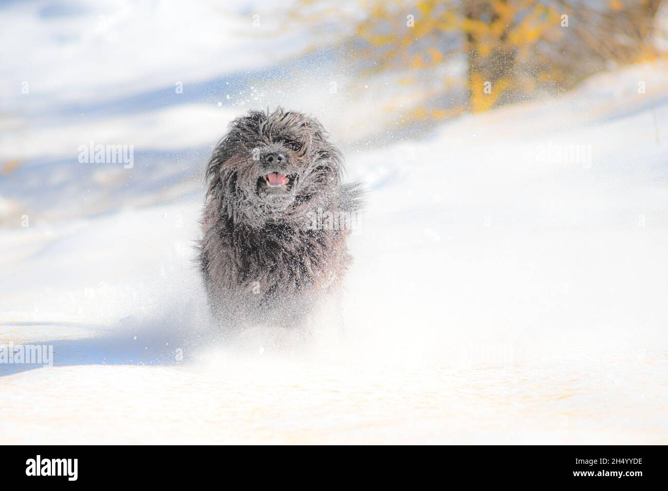 Le chien noir à fourrure court lors de la première chute de neige de l'automne Banque D'Images