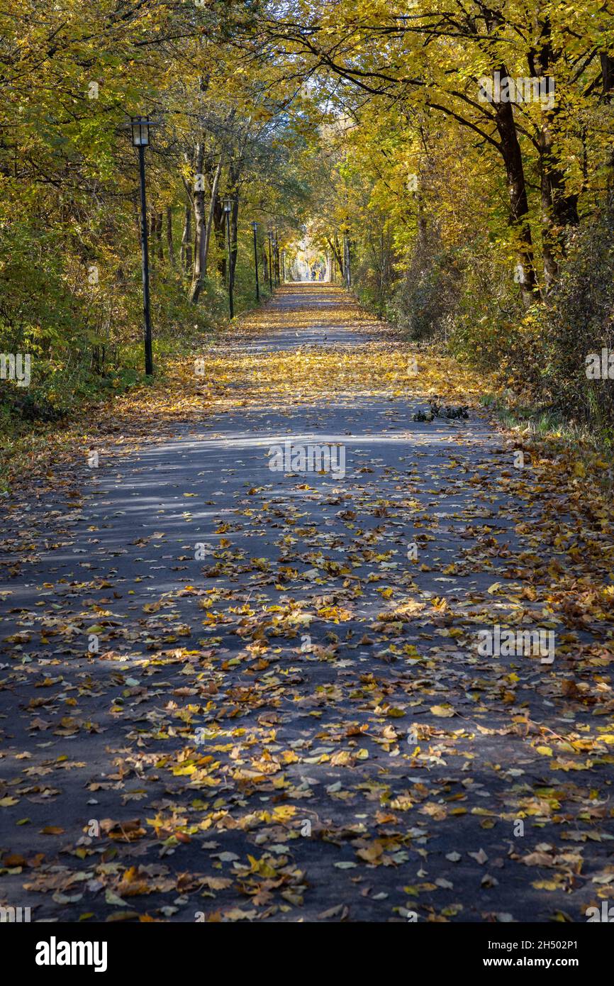 Feuillage (feuilles d'érable) sur une route goudronnée avec feux de rue. Banque D'Images