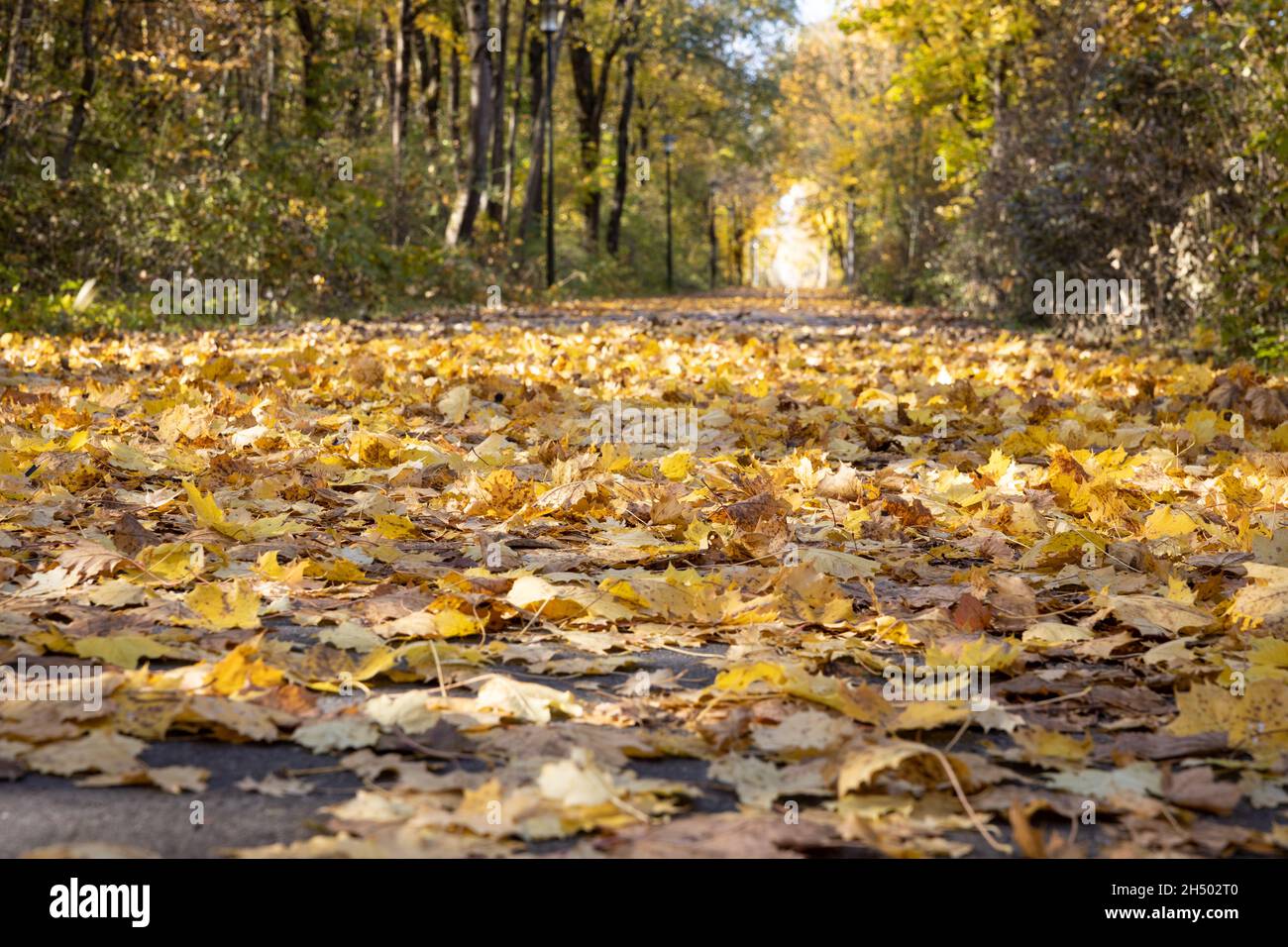 Feuillage (feuilles d'érable) sur une route goudronnée.Risque de dérapage lorsqu'il est mouillé en automne.Mise au point sélective sur le premier plan Banque D'Images