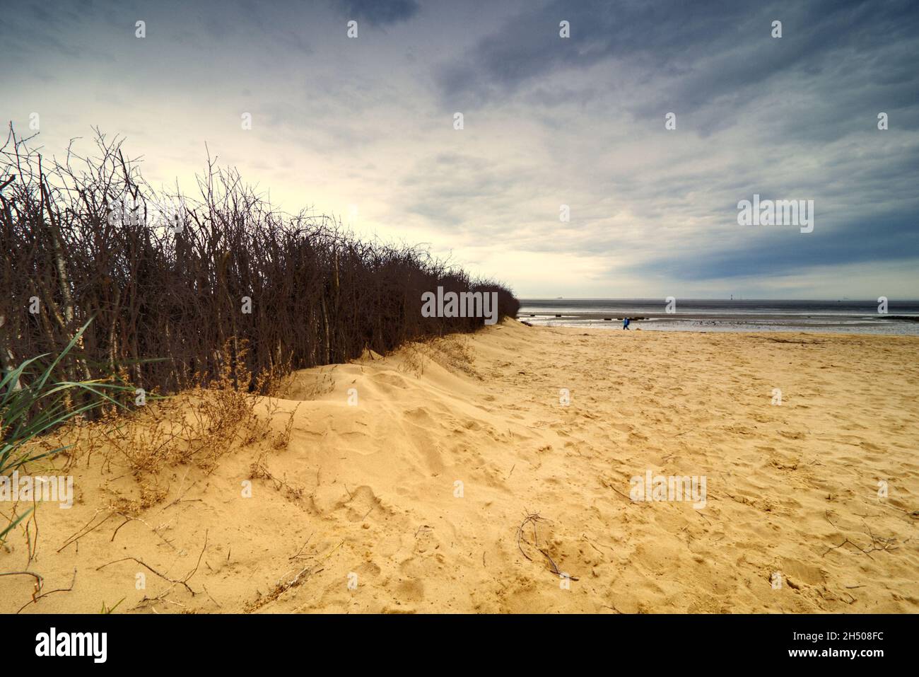 plantez le rang sur une plage comme abri du vent Banque D'Images