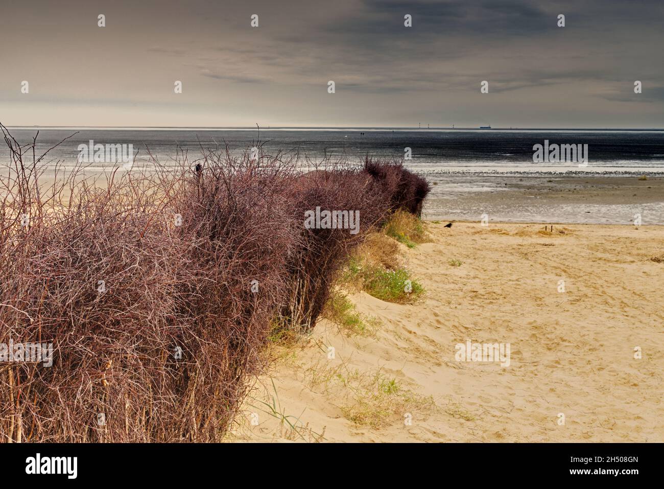 plantez le rang sur une plage comme abri du vent Banque D'Images