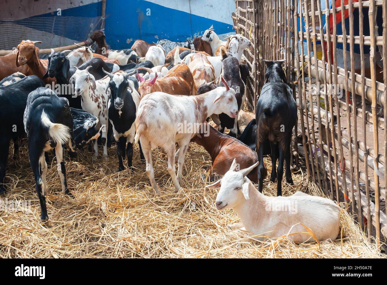 Kolkata, Bengale-Occidental, Inde - 11th août 2019 : les chèvres sont vendues sur le marché pendant 'Eid al-Adha' ou 'Fête du sacrifice' ou Eid Qurban. Banque D'Images
