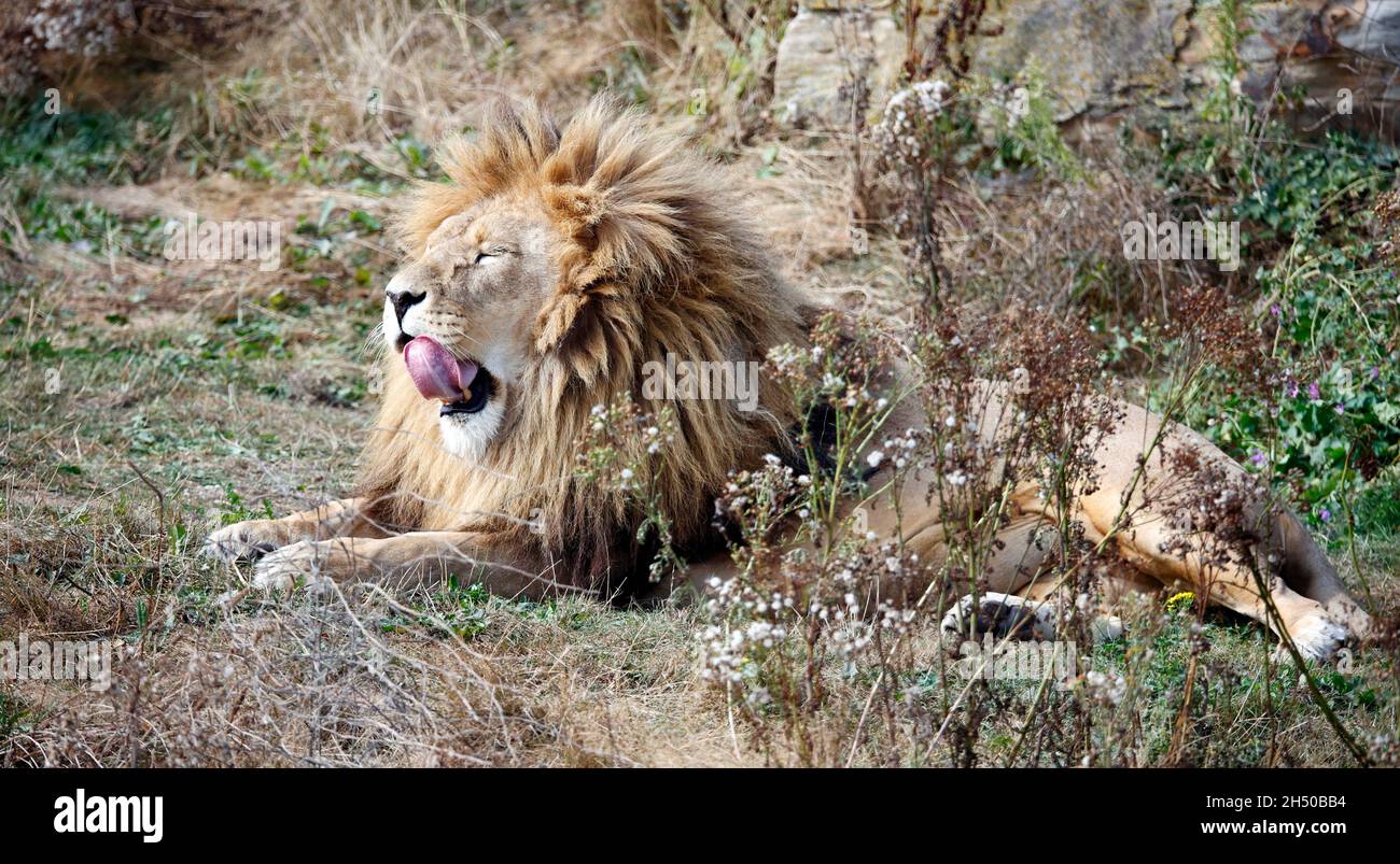 Un lion mâle béant dans un parc animalier Banque D'Images