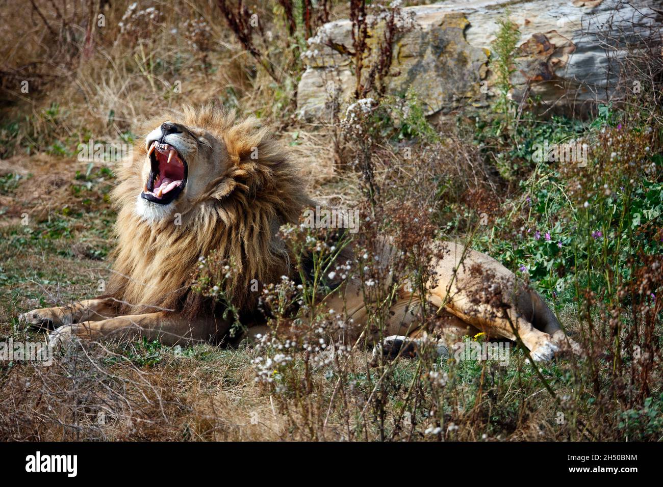 Un lion mâle béant dans un parc animalier Banque D'Images