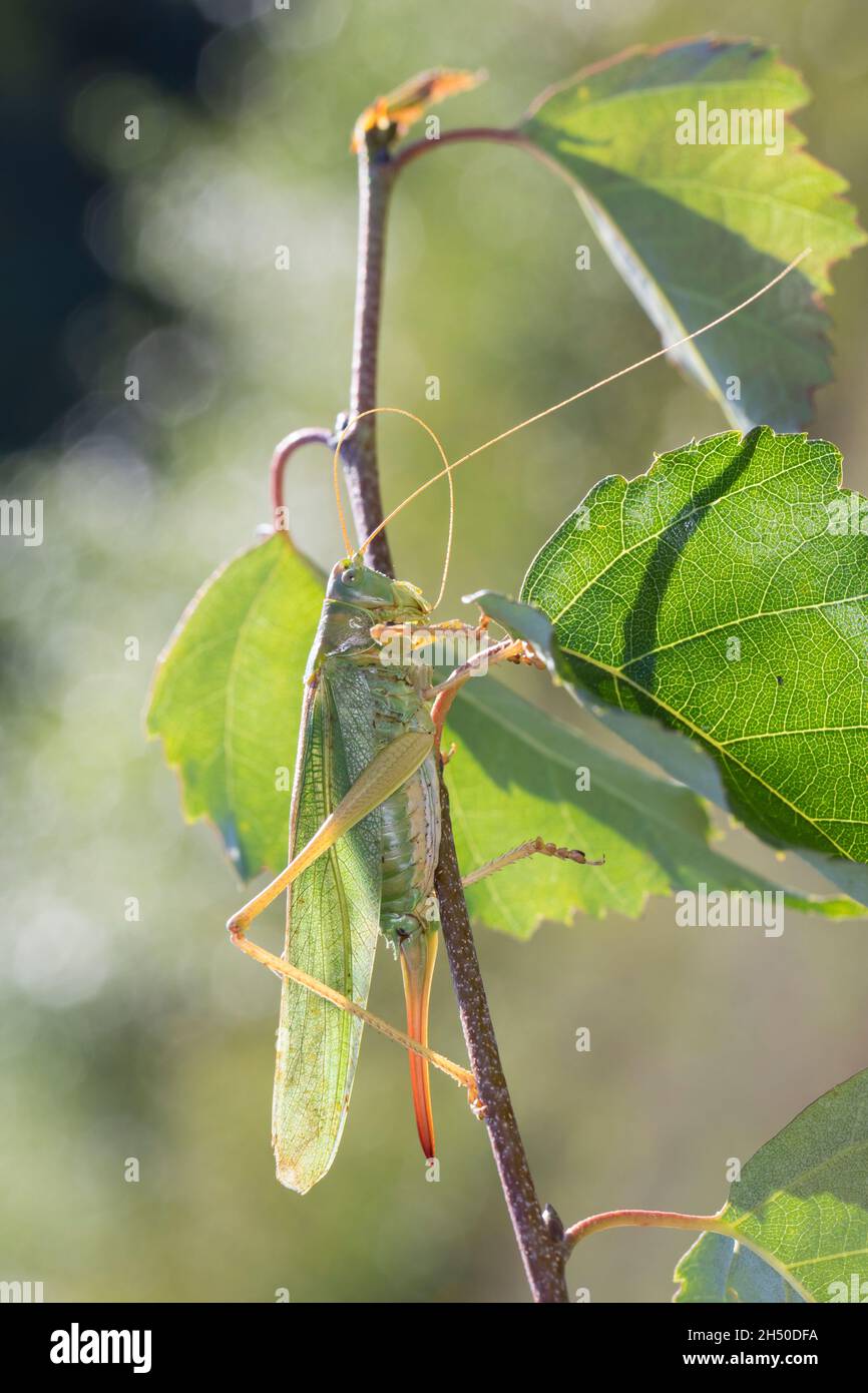 Grünes Heupferd, Weibchen, Großes Heupferd, Großes Grünes Heupferd, Grüne Laubheuschrecke,Tettigonia viridissima, Great Green Bush-Cricket, Green bus Banque D'Images
