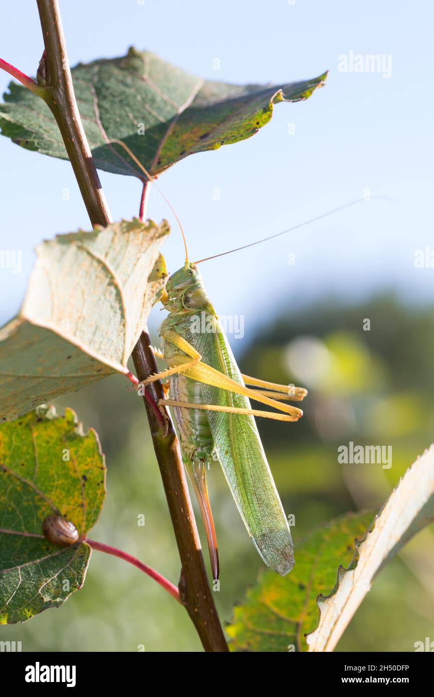 Grünes Heupferd, Weibchen, Großes Heupferd, Großes Grünes Heupferd, Grüne Laubheuschrecke,Tettigonia viridissima, Great Green Bush-Cricket, Green bus Banque D'Images
