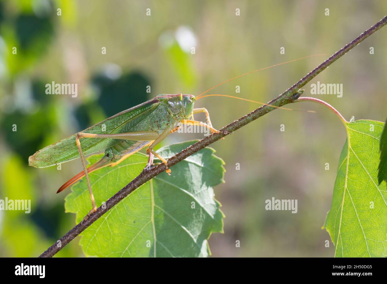 Grünes Heupferd, Weibchen, Großes Heupferd, Großes Grünes Heupferd, Grüne Laubheuschrecke,Tettigonia viridissima, Great Green Bush-Cricket, Green bus Banque D'Images