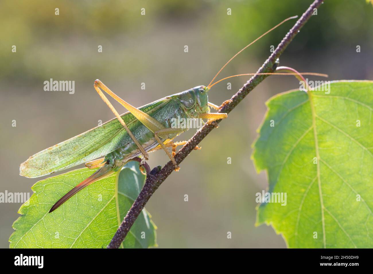 Grünes Heupferd, Weibchen, Großes Heupferd, Großes Grünes Heupferd, Grüne Laubheuschrecke,Tettigonia viridissima, Great Green Bush-Cricket, Green bus Banque D'Images