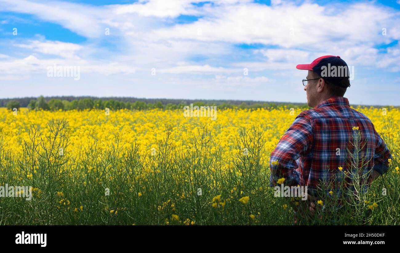 Un agriculteur du caucase d'âge moyen se trouve au champ de canola Banque D'Images