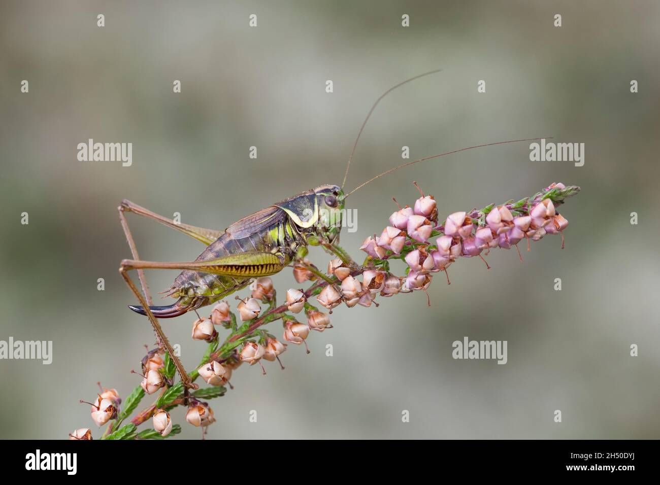 Roesels Beißschrecke, Rössels Beißschrecke, Roesels Beissschrecke, Weibchen, Roeseliana roeselii,Metrioptera roeselii, le cricket du Bush de Roesel, Roesel's. Banque D'Images