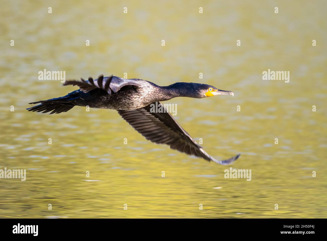 Oiseau Cormorant (Phalacrocorax Carbo) envolez-vous au-dessus de l'eau, Angleterre, Royaume-Uni Banque D'Images