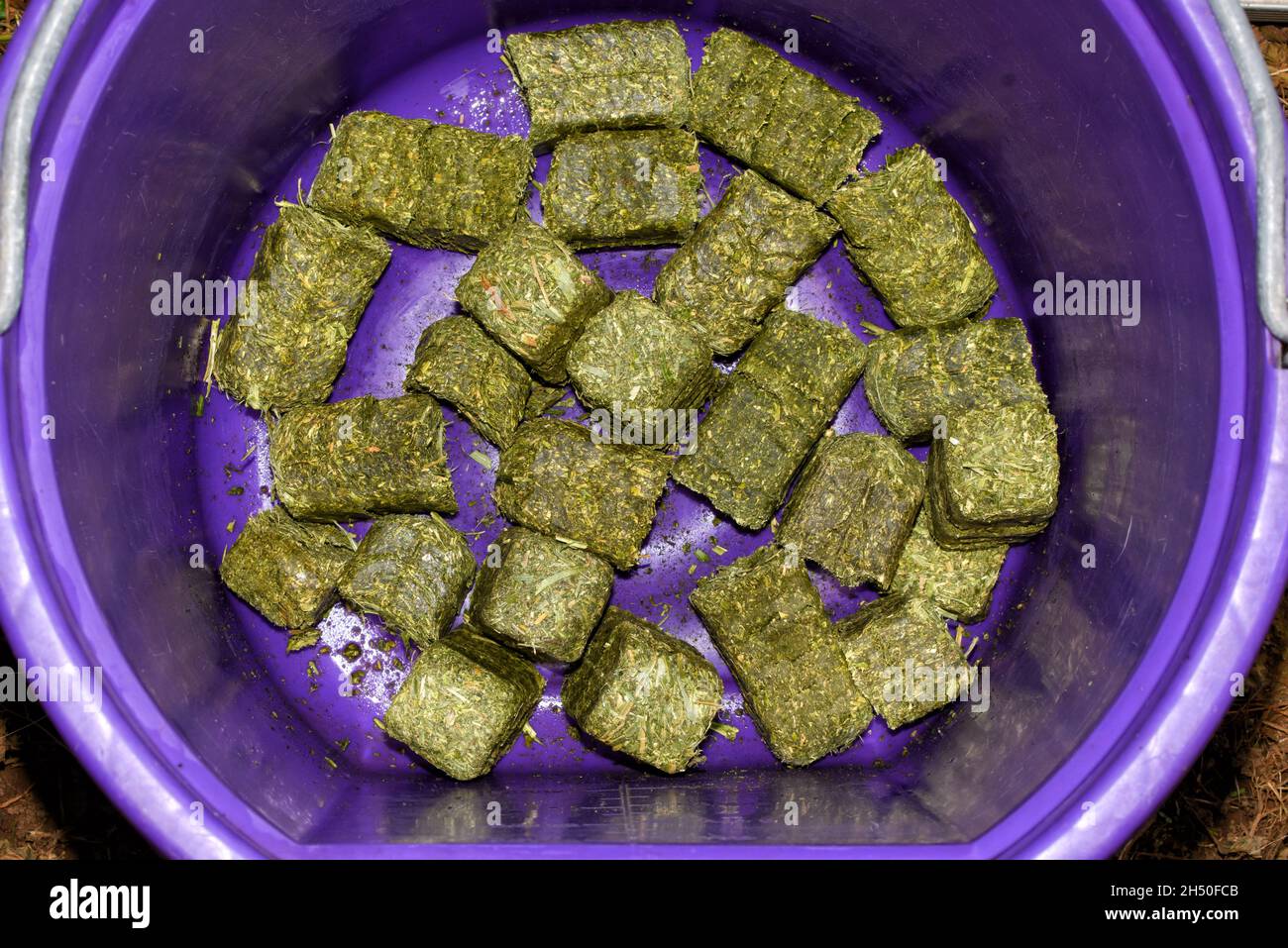 Cubes verts de luzerne-fléole dans un seau violet, prêt à être trempé avec de l'eau avant d'alimenter un cheval; la luzerne est un fourrage riche en protéines pour le cheval Banque D'Images