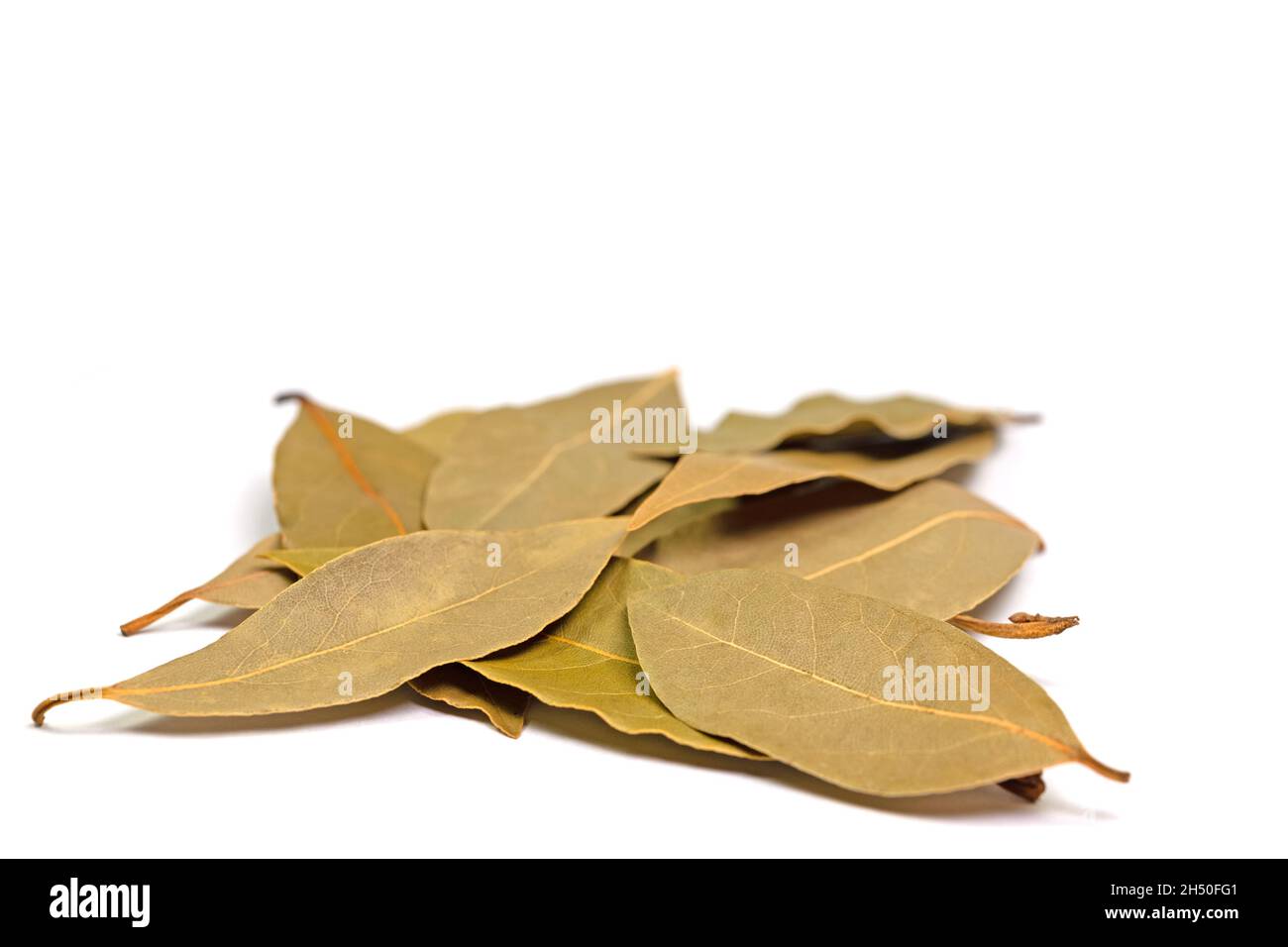 Feuilles de Laurier séchées sur fond blanc Banque D'Images