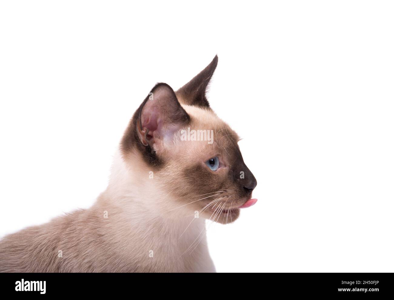 Vue latérale d'un jeune chat siamois avec sa langue sortie, isolé sur blanc Banque D'Images