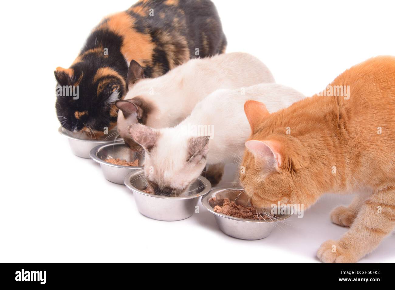Quatre chats ayant un repas, deux chats adultes et deux chatons; sur blanc Banque D'Images